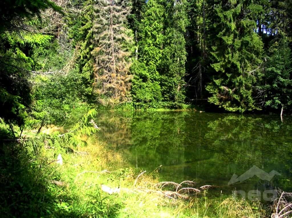 Osturňa