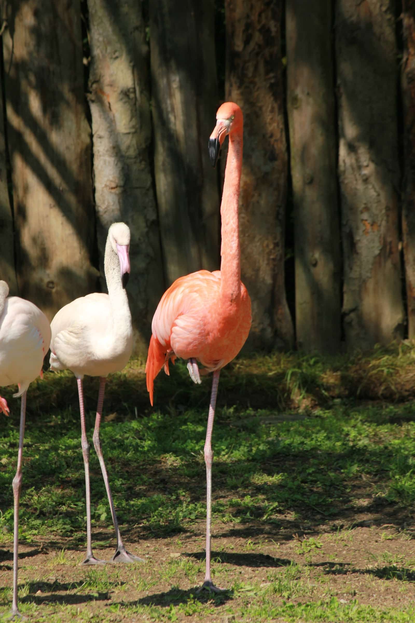 ZOO Košice