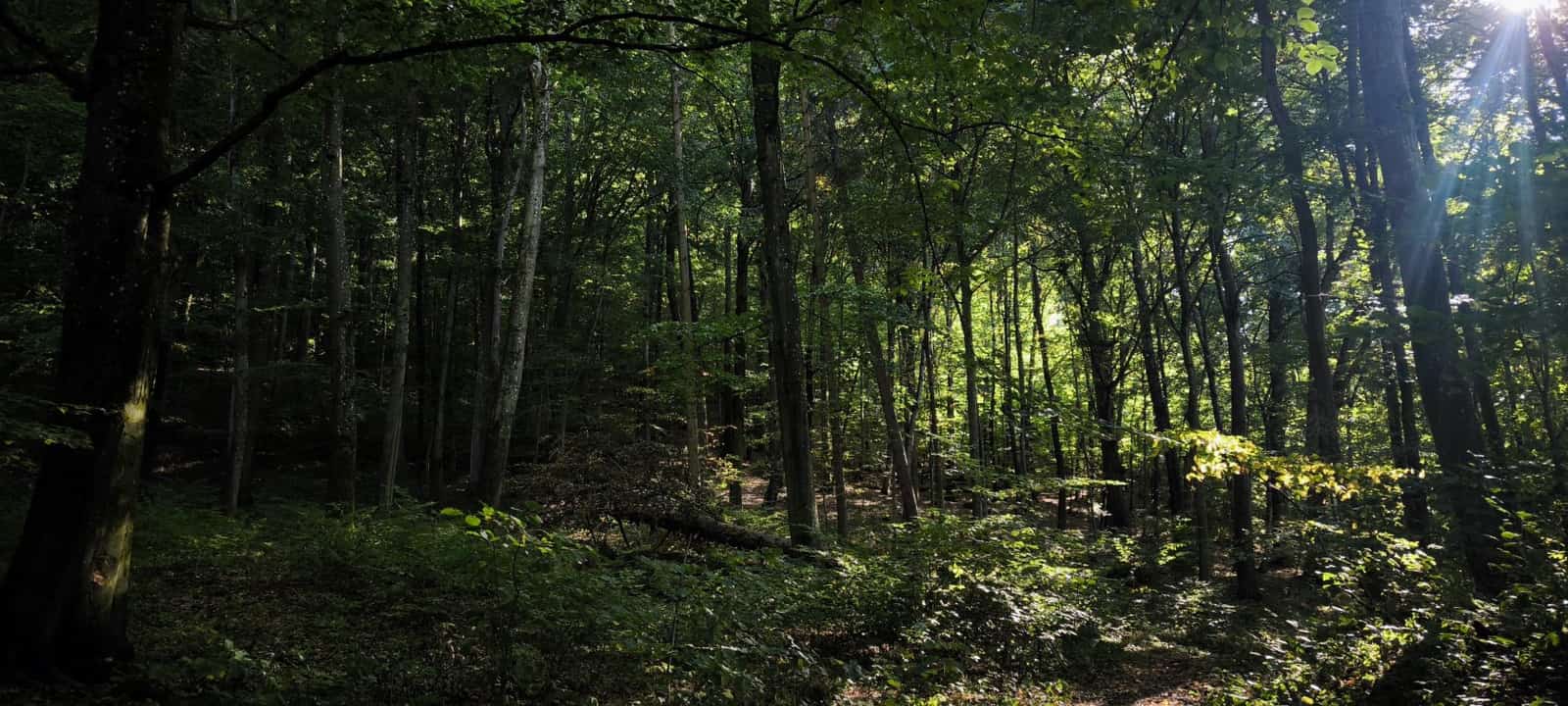 Národná prírodná rezervácia Jasovské dubiny