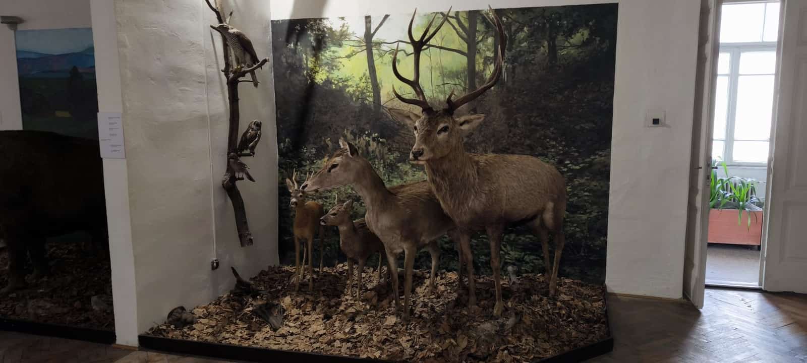 Východoslovenské múzeum – expozícia Príroda Karpát
