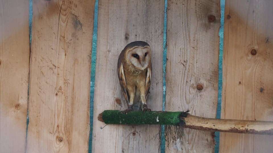 Sokoliareň pod Spišským hradom