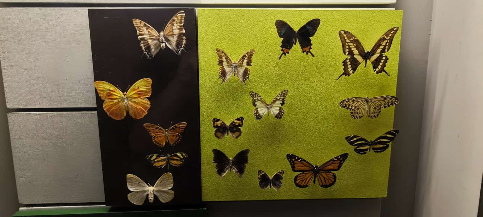 Východoslovenské múzeum – expozícia Príroda Karpát