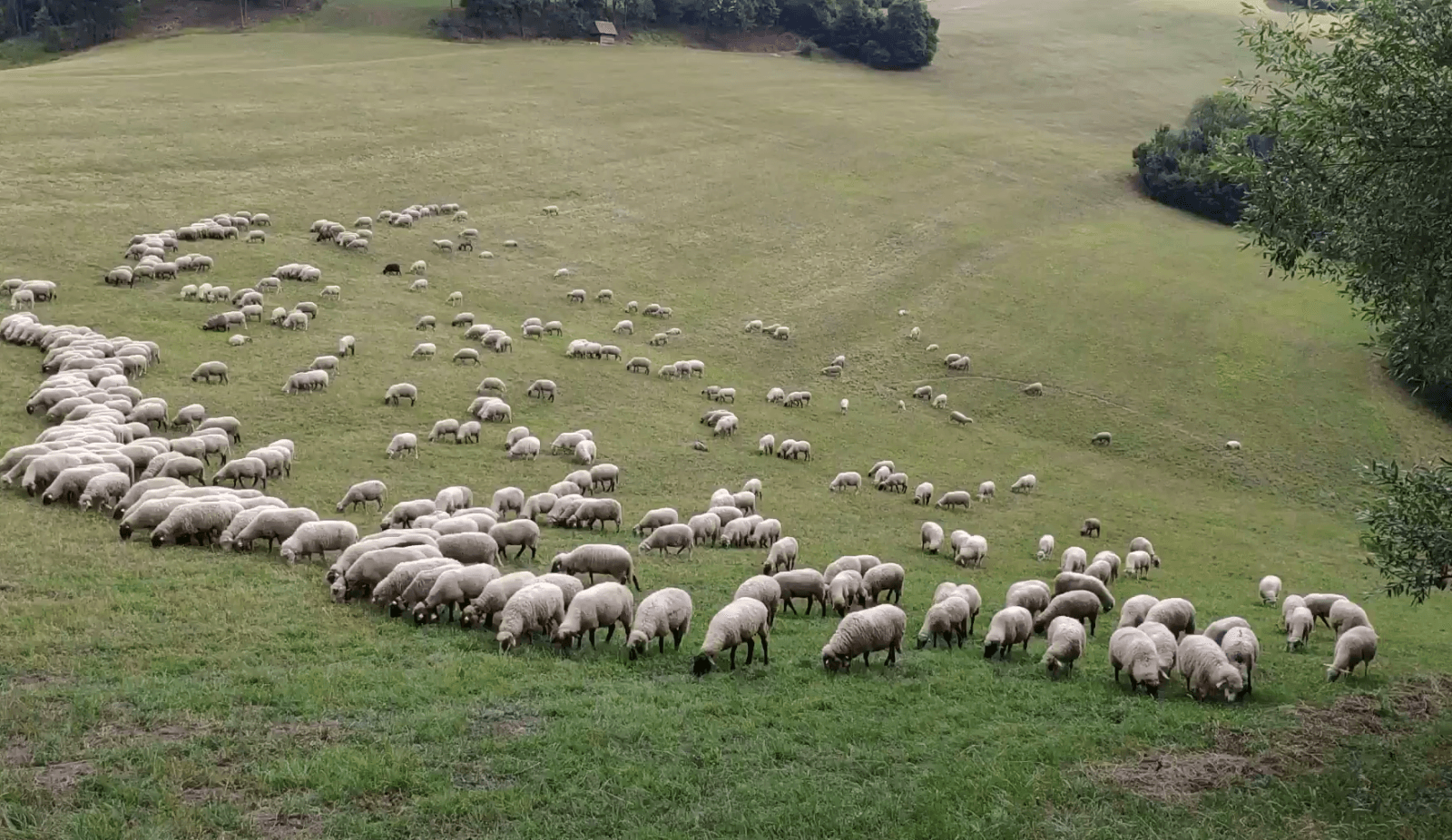 Farmy a predaj z dvora