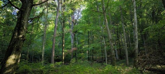 Národná prírodná rezervácia Jasovské dubiny