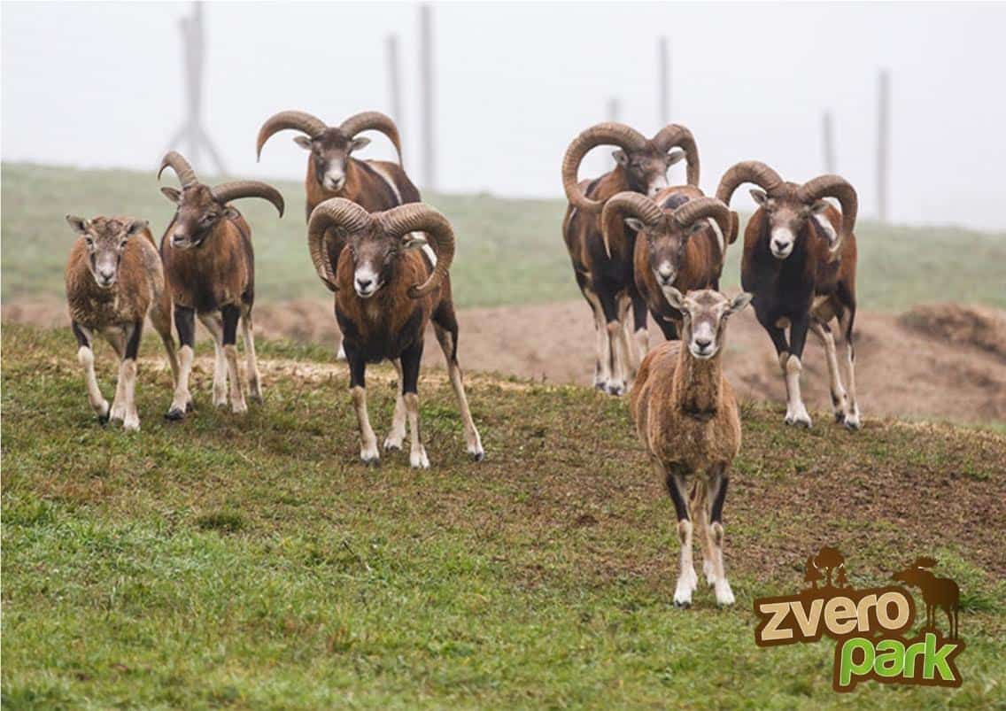 Zveropark