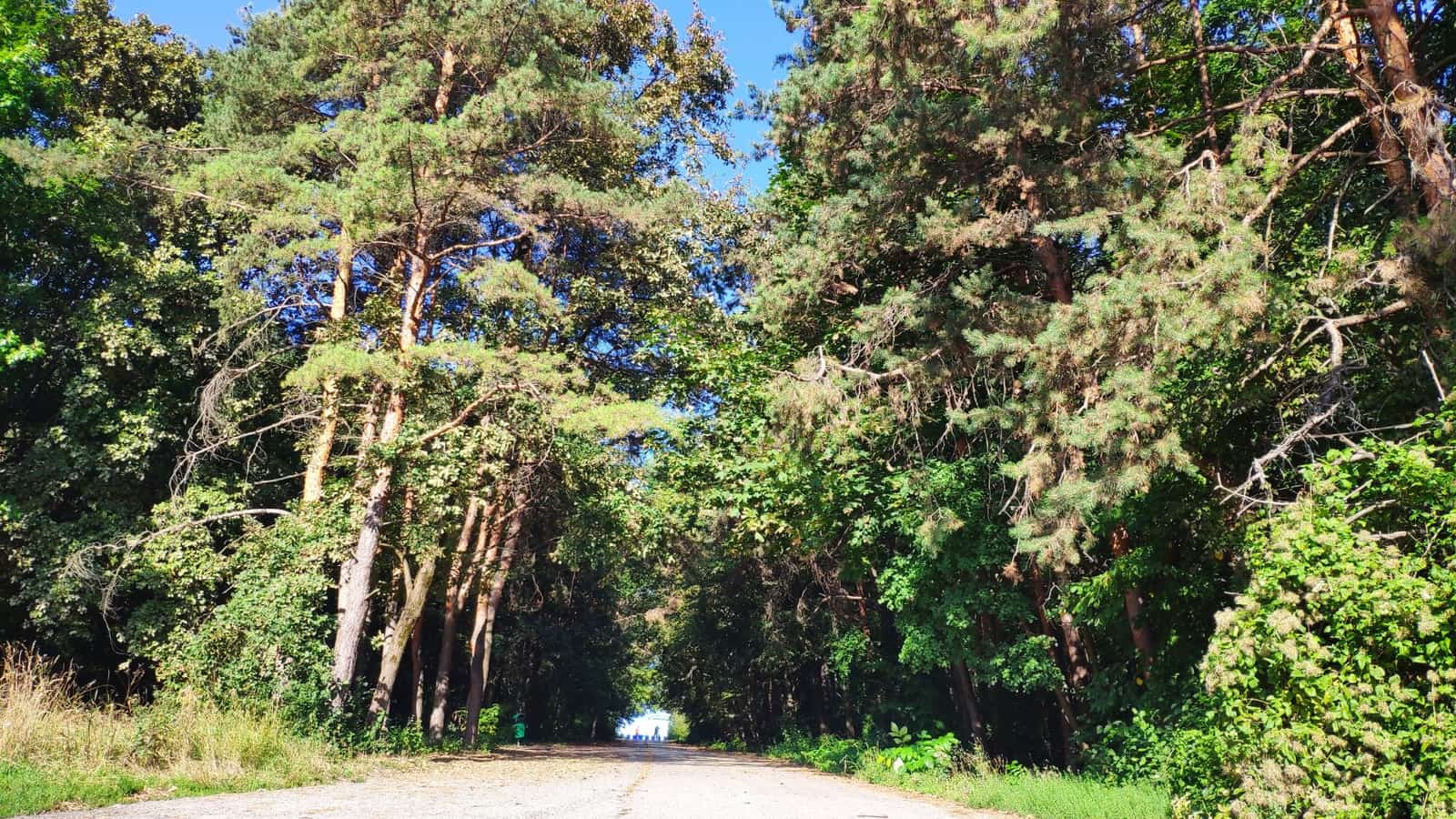 Zdroj: krasneslovensko.eu Borovicový háj (Košice – Terasa)