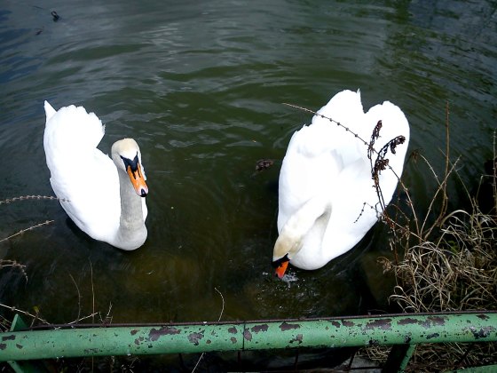 ZOO Spišská Nová Ves