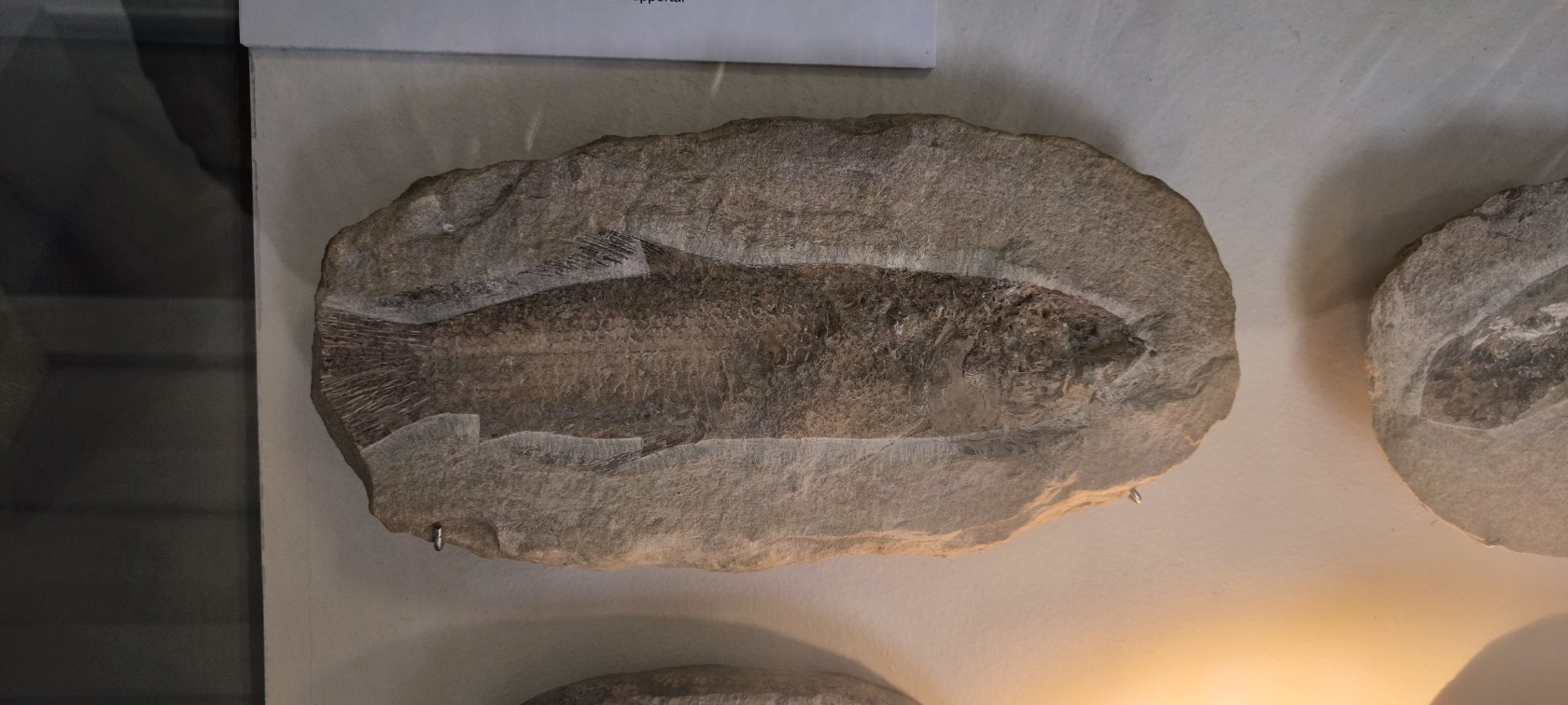 Východoslovenské múzeum – expozícia Príroda Karpát