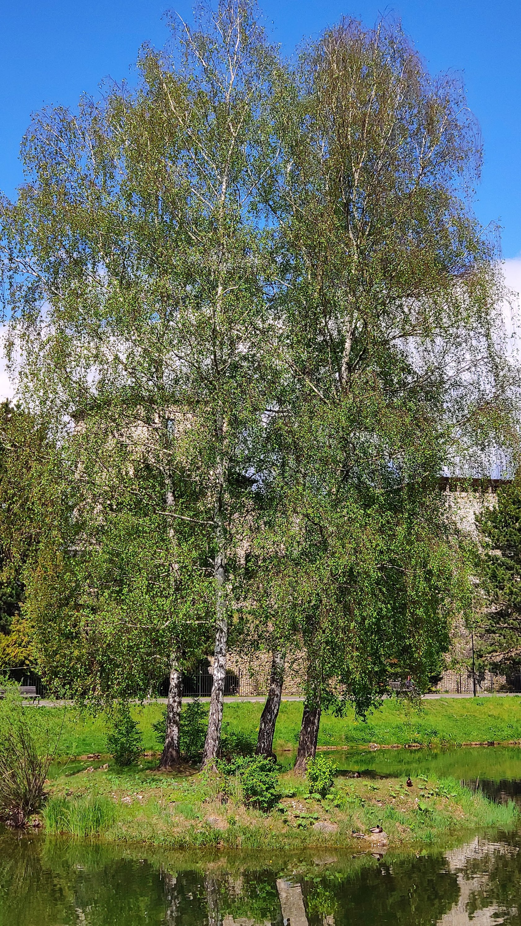 Hrad Liptovský Hrádok