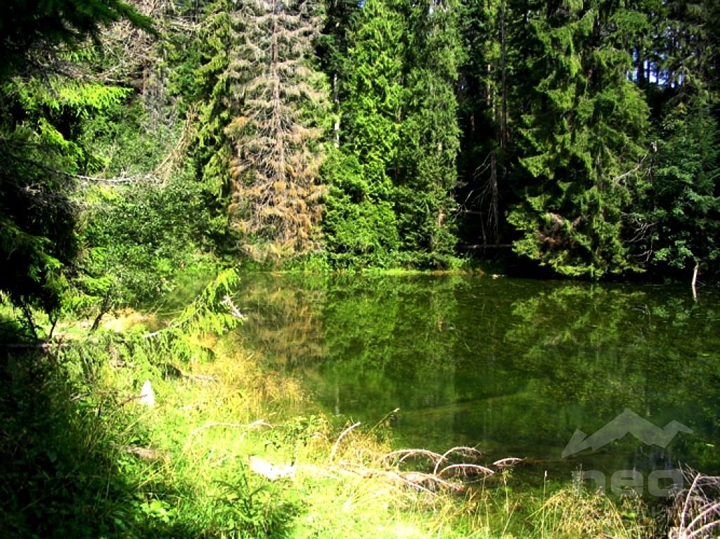 Osturňa