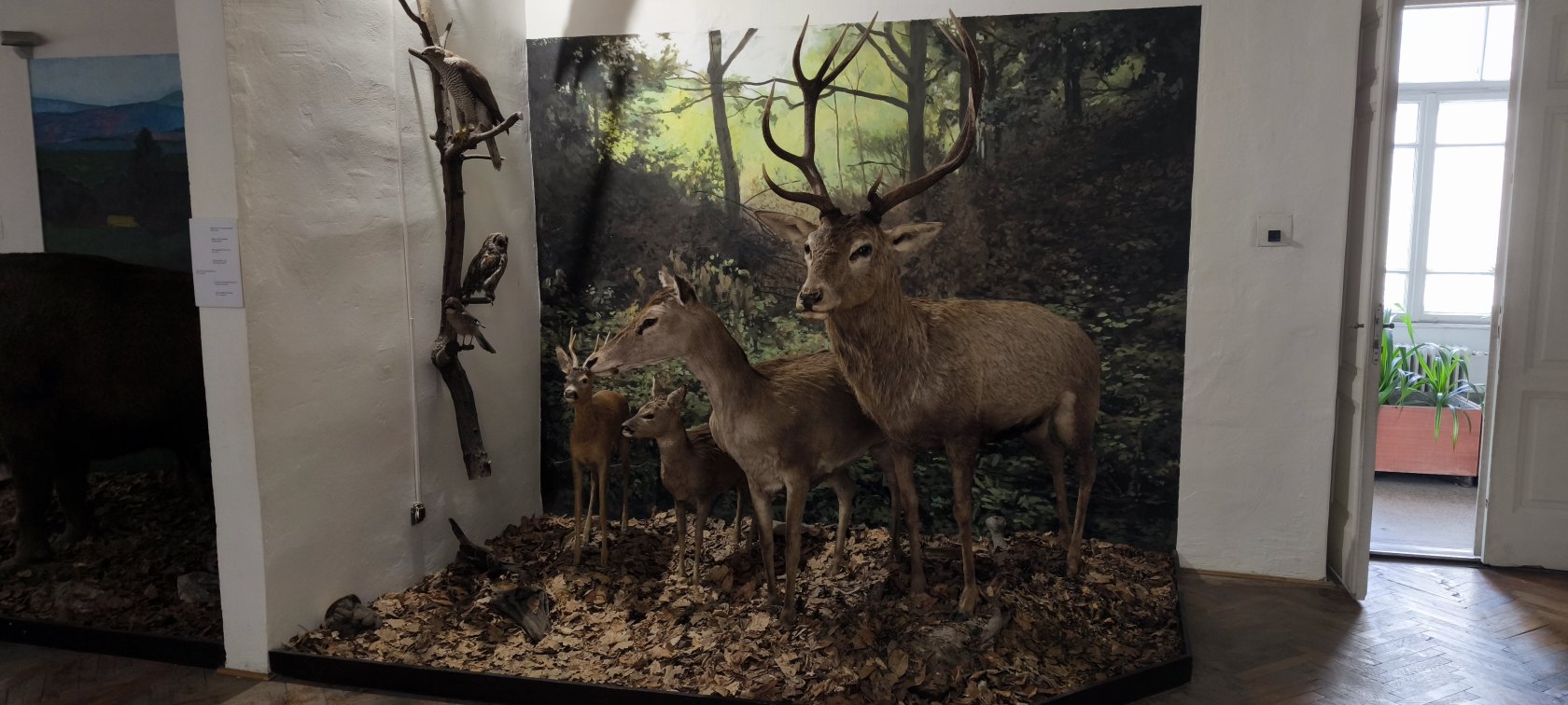 Východoslovenské múzeum – expozícia Príroda Karpát
