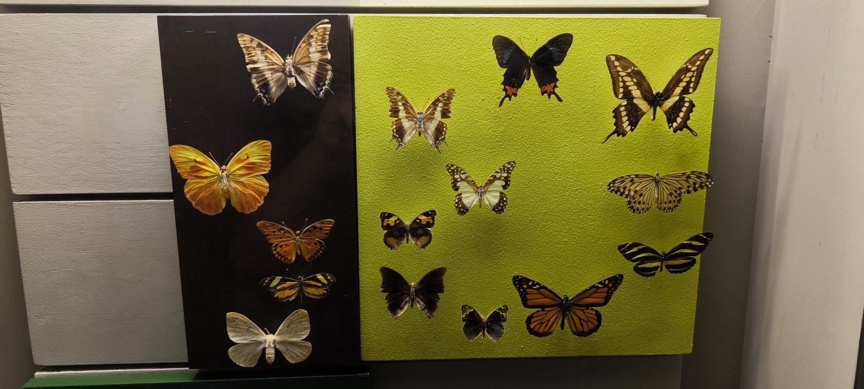 Východoslovenské múzeum – expozícia Príroda Karpát