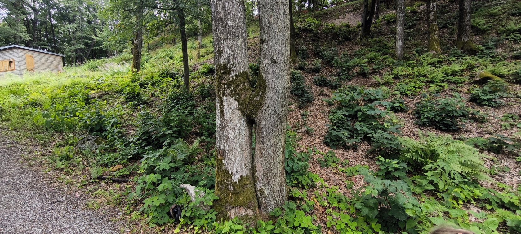 Košický hrad