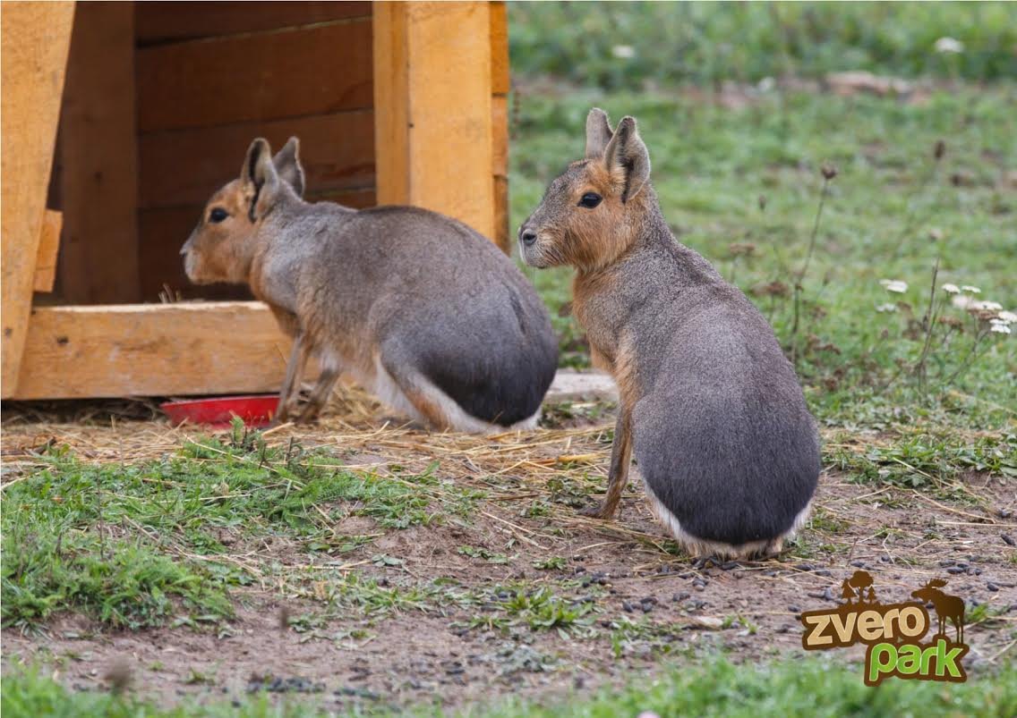 Zveropark